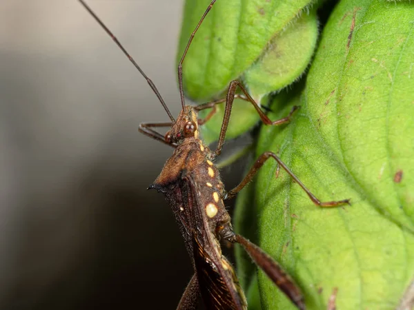 Macro foto van Assassin bug op groen blad — Stockfoto