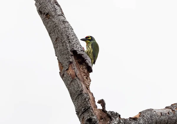 Gros plan Oiseau Barbet Coppersmith Perché sur la branche Isolé sur B — Photo