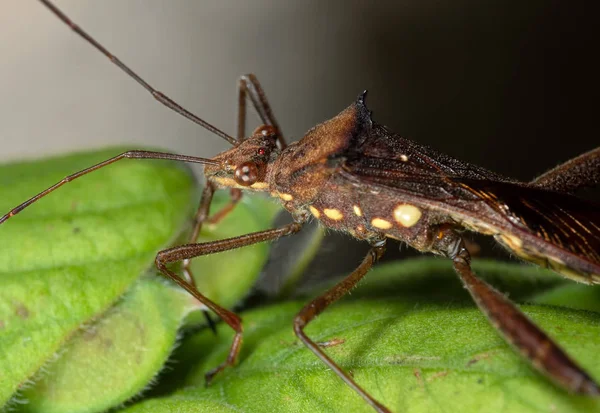 Makró fotó Assassin bug zöld Leaf — Stock Fotó