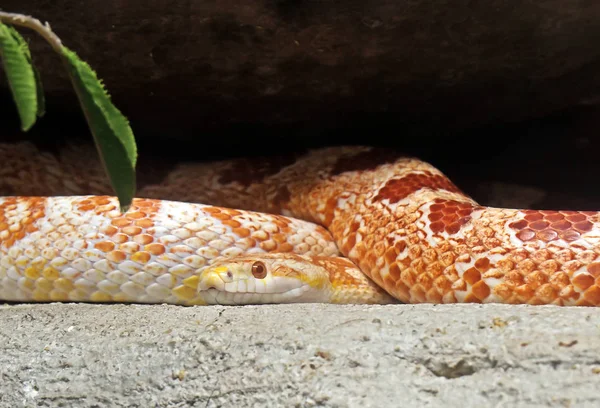 Fermer Serpent de maïs enroulé isolé sur fond de nature — Photo