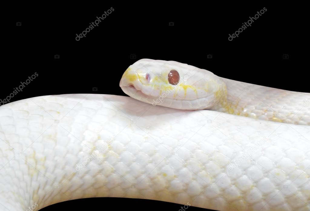 Close up Albino Black Rat Snake Coiled Isolated on Black Backgro