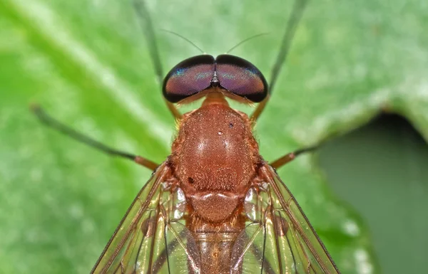 Macro foto van Oranje Robber vliegen op groene blad — Stockfoto