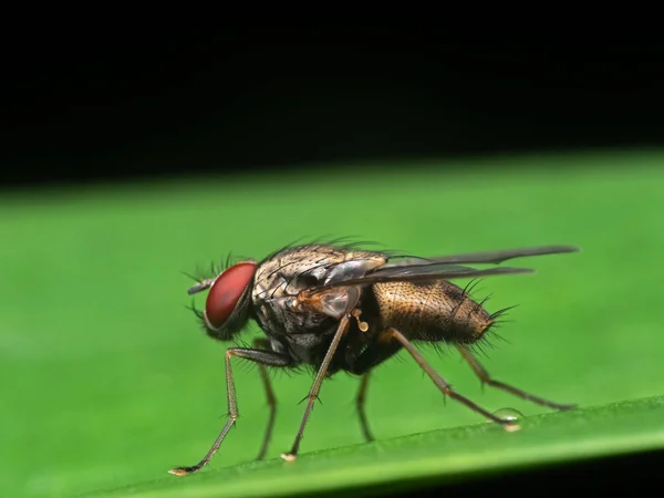 Макро фотографія Housefly на зеленому аркуші — стокове фото