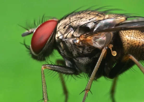 Macro foto de mosca doméstica na folha verde — Fotografia de Stock