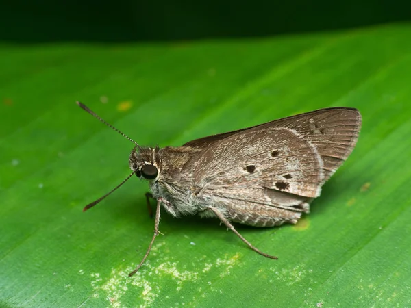 Makrofoto eines kleinen braunen Schmetterlings auf grünem Blatt — Stockfoto