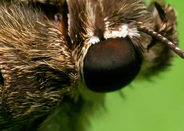 Makrofoto des Auges eines kleinen braunen Schmetterlings auf grünem Blatt — Stockfoto