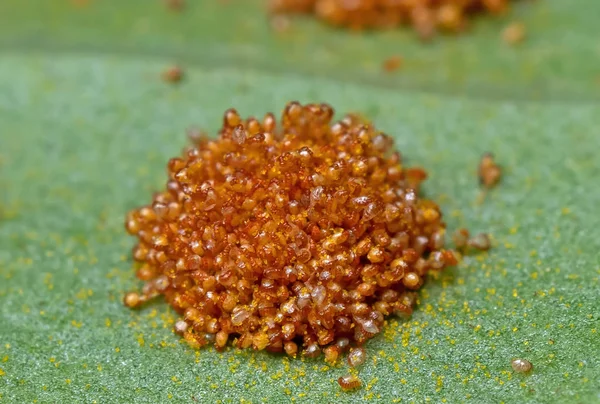 Macro Photo of Spores of Monarch Fern — Stock Photo, Image