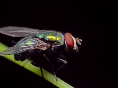 Kelebeğin Macro Fotoğrafı Yaprak Sapığında Kara Arkaplanda İzole Edildi