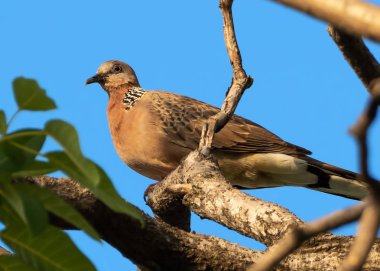 Yakından görülen güvercin Mavi Gök 'te tek başına kalan bir dalda tünemiş.