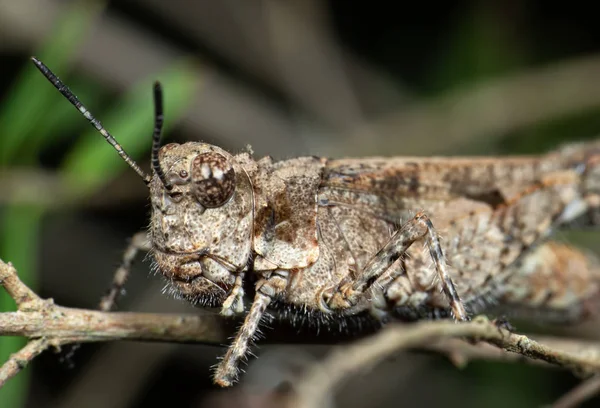 Makro foto av brun gräshoppa kamouflage på Twig — Stockfoto