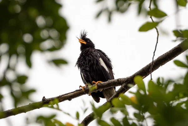 Close up Grande Myna uccello appollaiato sul ramo isolato su Backgroun — Foto Stock