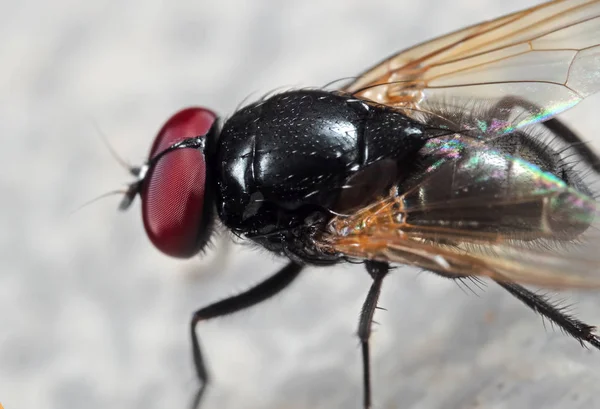 Makro Foto av Noon Flyga på golvet — Stockfoto