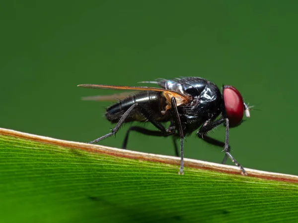 Macro Foto de Black Blowfly em Folha Verde Isolada em Bac Verde — Fotografia de Stock