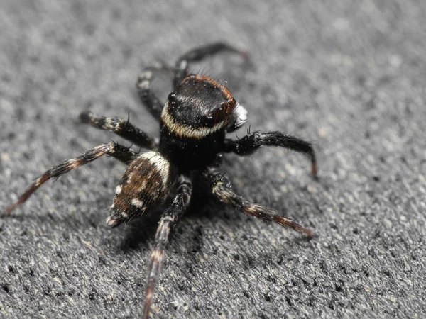 Макро фото прыгающего паука на полу — стоковое фото