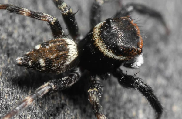 Makro zdjęcie skoki pająk na podłodze — Zdjęcie stockowe