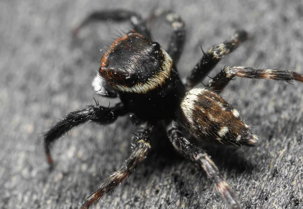 Macro Foto de Jumping Spider en el suelo — Foto de Stock