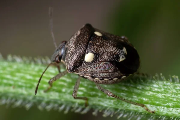 Bitki dalına tünemiş Kalkan Böceğinin Macro Fotoğrafı — Stok fotoğraf