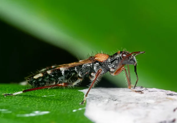 Macro foto van Assassin Bug Eating Bird Poop op groen blad — Stockfoto