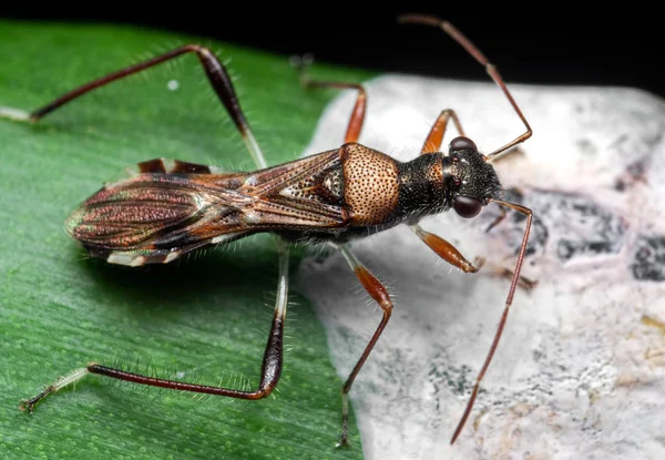 Makró fénykép Assassin Bug Eating Bird Poop on Green Leaf — Stock Fotó