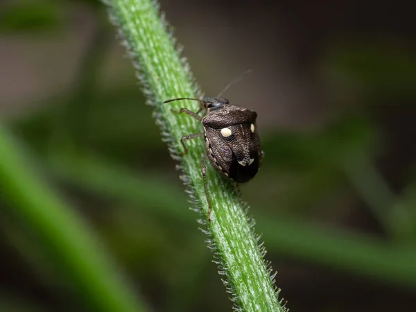 Makro Foto av Shield Bug Uppflugen på grenen av anläggningen — Stockfoto