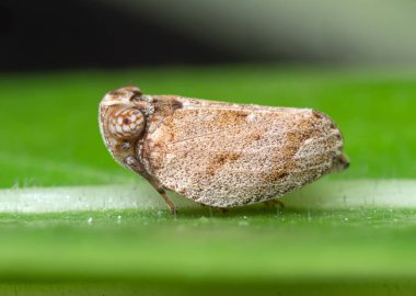 Yeşil Yaprak üzerinde Planthopper Makro Fotoğraf 