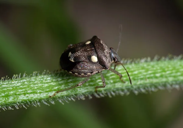 Bitki dalına tünemiş Kalkan Böceğinin Macro Fotoğrafı — Stok fotoğraf