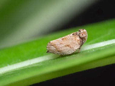 Yeşil Yaprak üzerinde Planthopper Makro Fotoğraf 