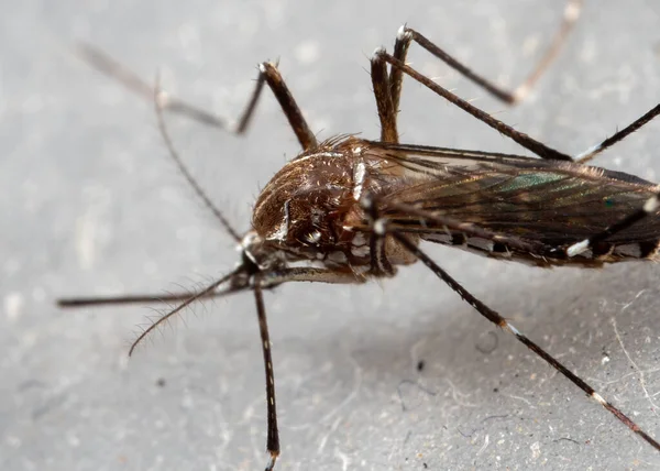 Macro Fotografía Mosquito Fiebre Amarilla Aislado Piso — Foto de Stock