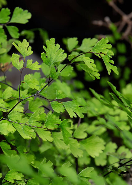 Closeup Maidenhair Fern or Adiantum Plant Isolated on Background