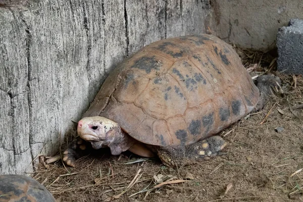 Zbliżenie Żółw Wydłużony Lub Indotestudo Elongata Ziemi — Zdjęcie stockowe