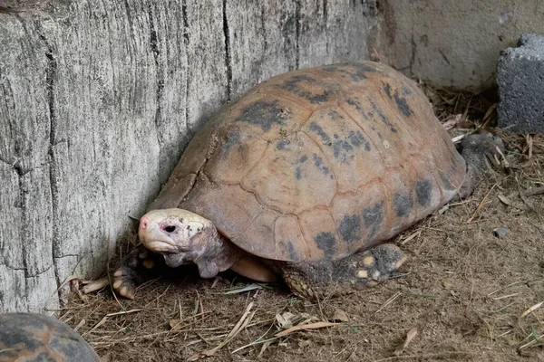 Closeup Prodloužená Želva Nebo Indotestudo Elongata Zemi — Stock fotografie