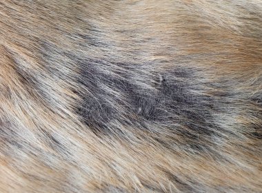 Köpeğin Sırtında Cüzzamlı Cilt Hastalığı