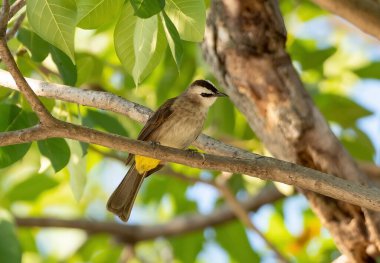 Kapanış Sarı Havalandırmalı Bulbul Arka planda izole edilmiş bir şubeye tünemiş