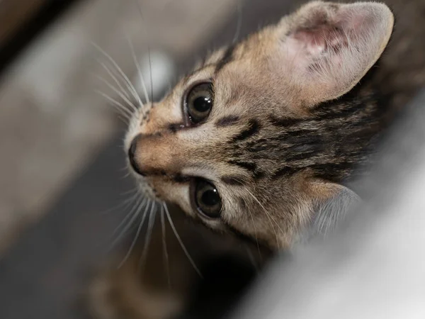 Closeup Head Cute Tabby Kitten Izolované Pozadí — Stock fotografie