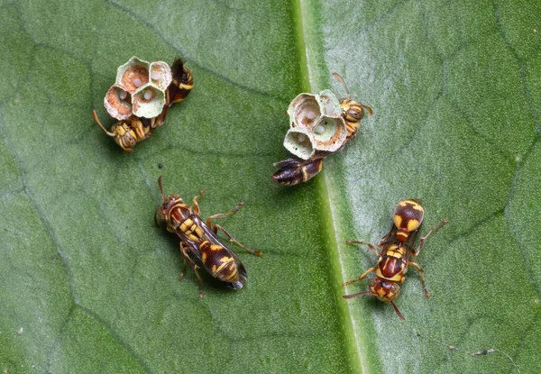 Makro Photography Wasps Fest Eggs Vannak Hátsó Levél — Stock Fotó