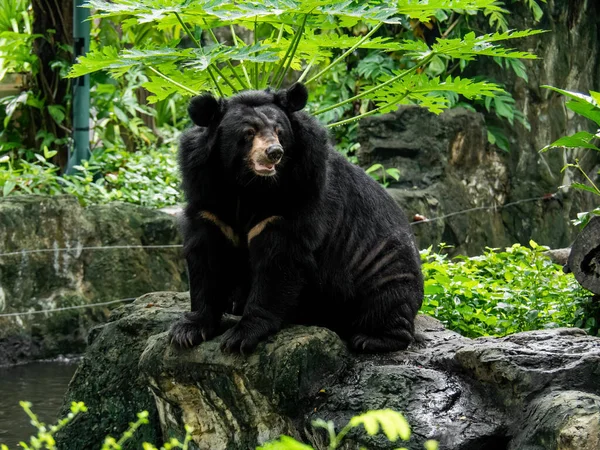 Primo Piano Asiatico Orso Nero Seduto Una Roccia — Foto Stock