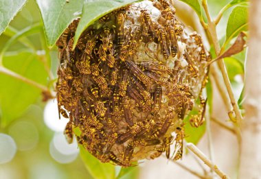 Yaban Arısı Yuvası 'ndaki Yaban Arısı Sürüsü