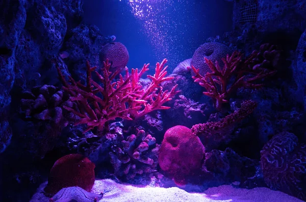 Closeup Cena Colorida Recife Coral Subaquático — Fotografia de Stock