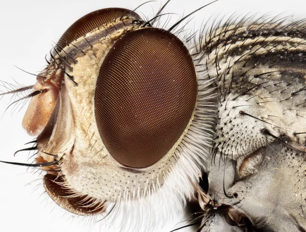 Fotografia Macro Chefe Housefly Isolado Fundo Branco — Fotografia de Stock