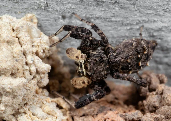 Macro Photographie Araignée Sauteuse Portia Avec Nid Sur Plafond — Photo