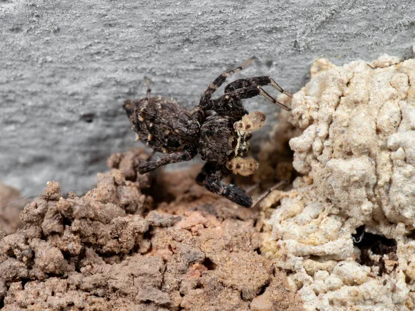 Macro Photography Portia Jumping Spider Nest Ceiling — 스톡 사진