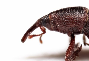 Rice Weevil 'ın Makro Fotoğrafları Beyaz Arkaplanda İzole Edildi 