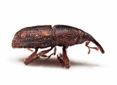 Pirinç Buğday bitinin Macro Fotoğrafı veya Sitophilus Oryzae Beyaz Arkaplanda İzole Edildi