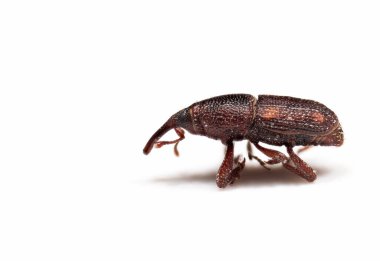 Macro Photography of Rice Weevil Isolated on White Background with Copy Space clipart