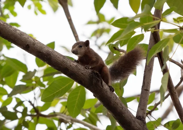 Esquilo Close Ramo Árvore Isolado Fundo — Fotografia de Stock