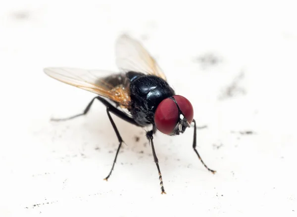 Makrofotografie Von Black Blowfly Auf Weißem Boden — Stockfoto