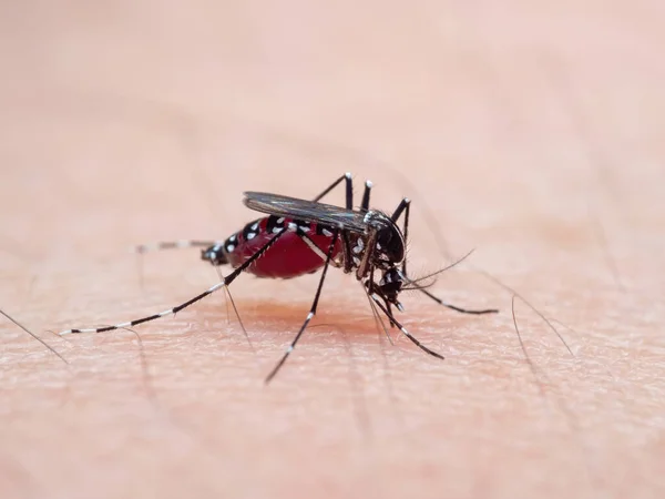 Macro Fotografía Mosquito Fiebre Amarilla Chupando Sangre Piel Humana — Foto de Stock