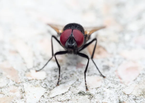 Macro Fotografia Black Blowfly Chão — Fotografia de Stock