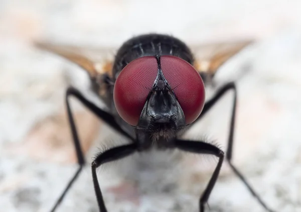 Macro Fotografia Black Blowfly Chão — Fotografia de Stock