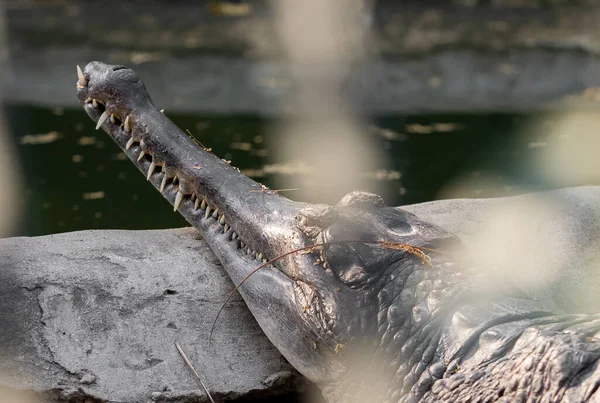 Κλείσιμο False Gharial Ήταν Ηλιοθεραπεία Στο Βράχο — Φωτογραφία Αρχείου